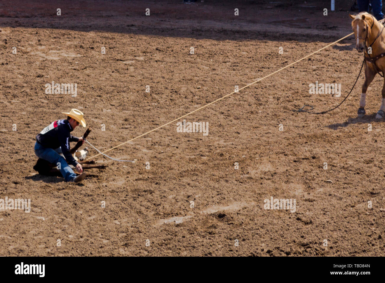 Man ropes calf in rodeo event at Calgary Stampede in Canada, rope tied