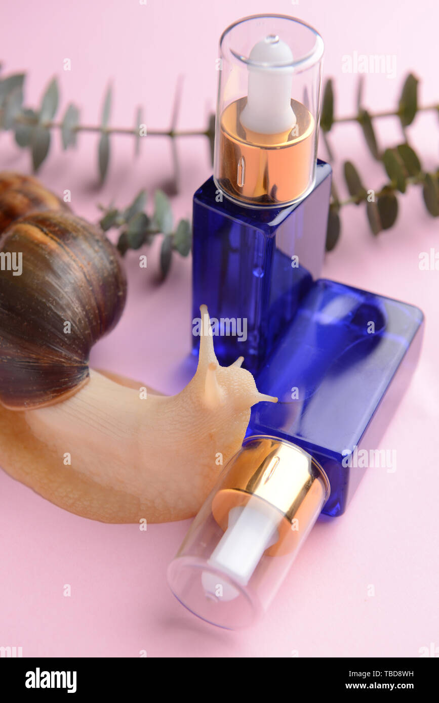 Giant Achatina snail and cosmetics on color background Stock Photo