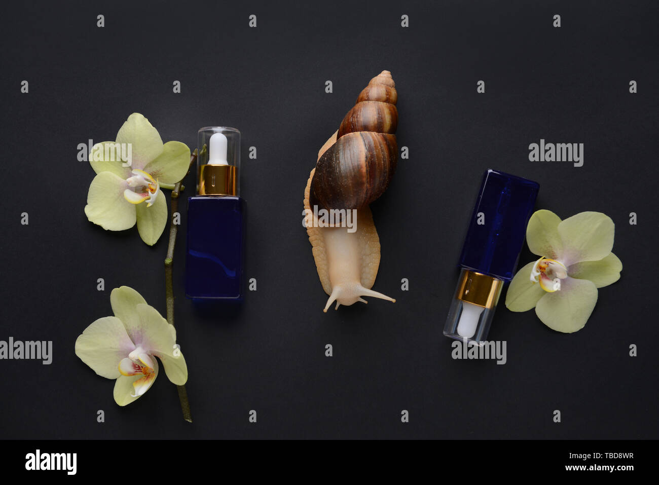 Giant Achatina snail, flowers and cosmetics on dark background Stock Photo