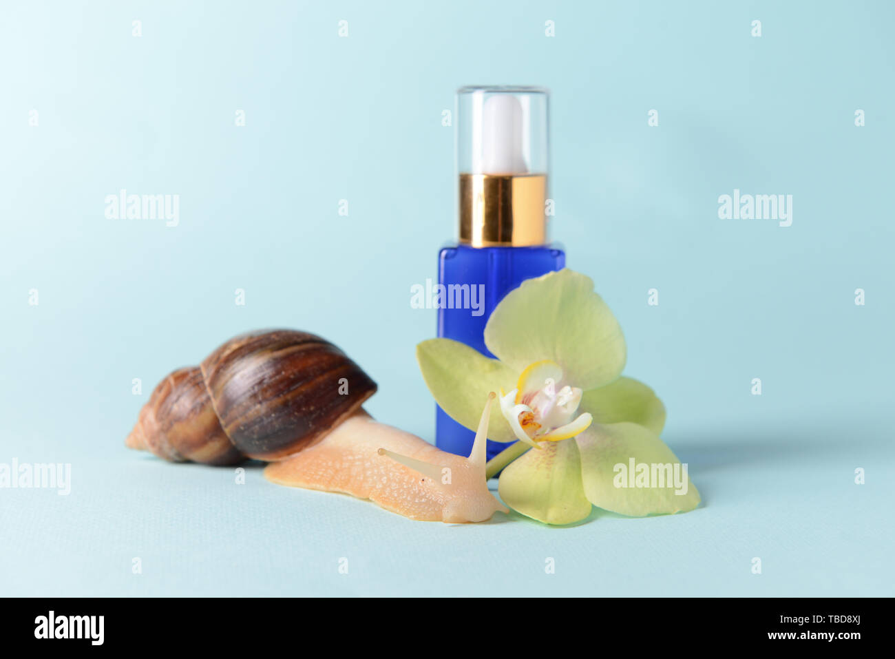 Giant Achatina snail and cosmetics on color background Stock Photo