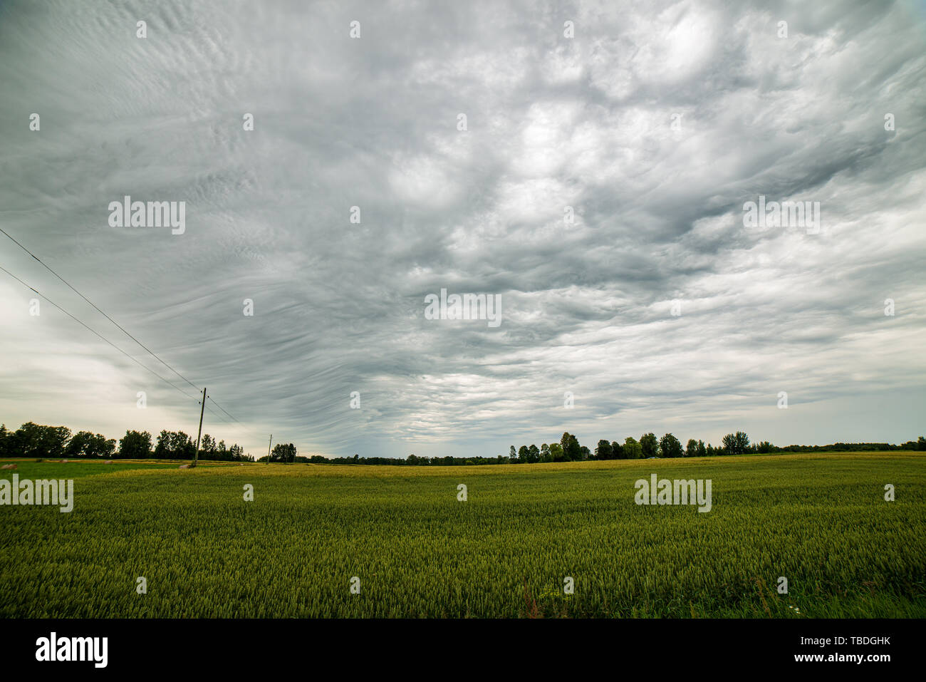 green meadow under blue sky in countryside in summer Stock Photo - Alamy