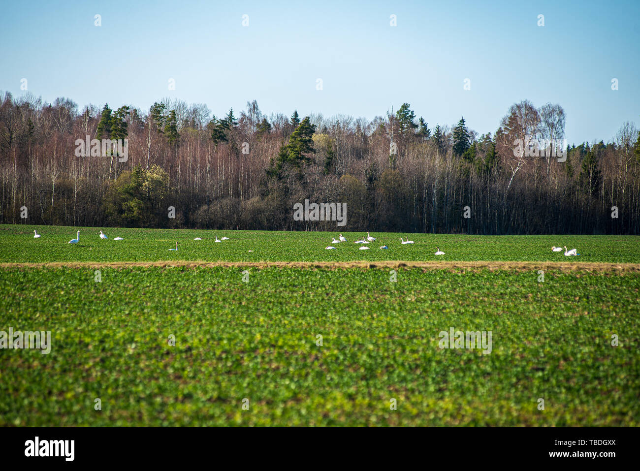 green meadow under blue sky in countryside in summer Stock Photo - Alamy