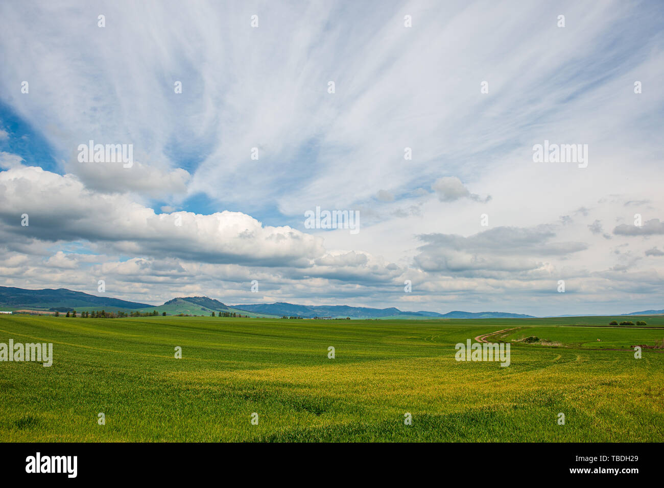 green meadow under blue sky in countryside in summer Stock Photo - Alamy