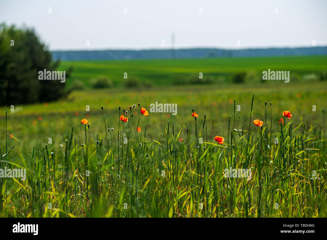 green meadow under blue sky in countryside in summer Stock Photo - Alamy
