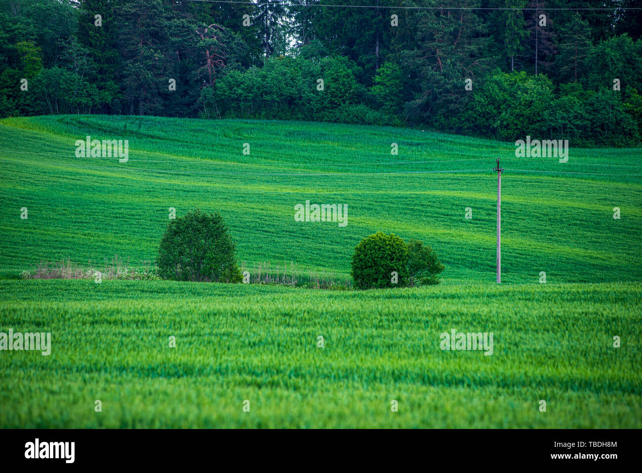 green meadow under blue sky in countryside in summer Stock Photo - Alamy
