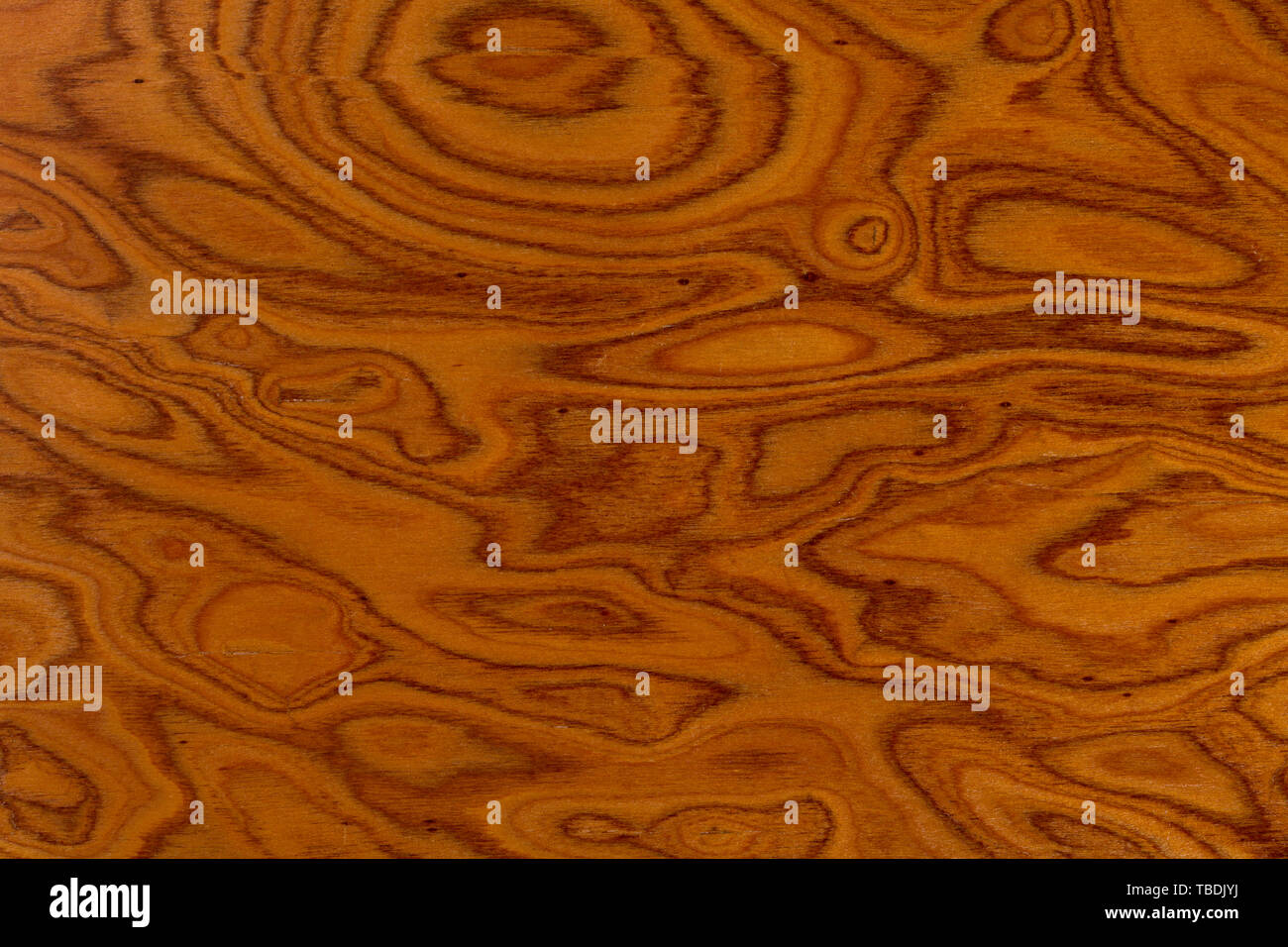 Carpathian Elm Burl, Ulmas procera natural wood texture. Extremely high resolution photo. Stock Photo