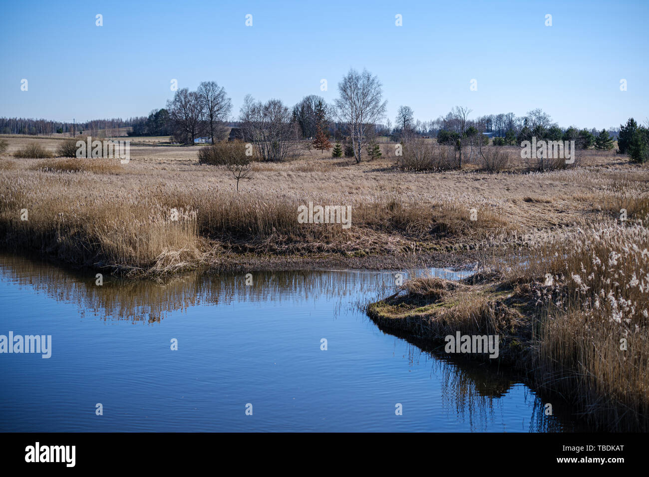 calm forest river hiding behind tree branches. summer with calm water ...