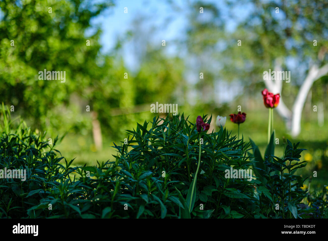 red tulip flower in green summer garden. blur background Stock Photo ...