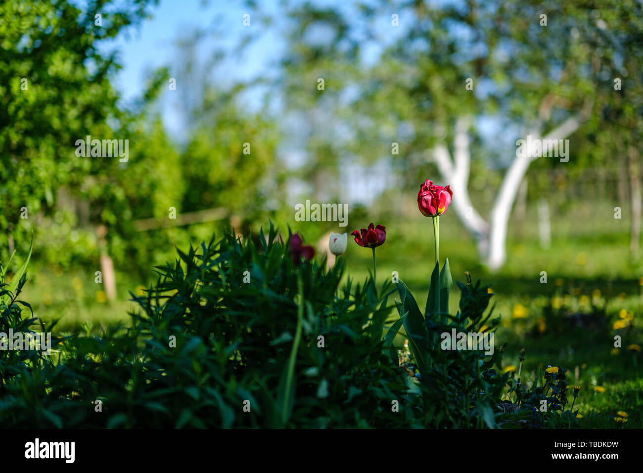 red tulip flower in green summer garden. blur background Stock Photo ...