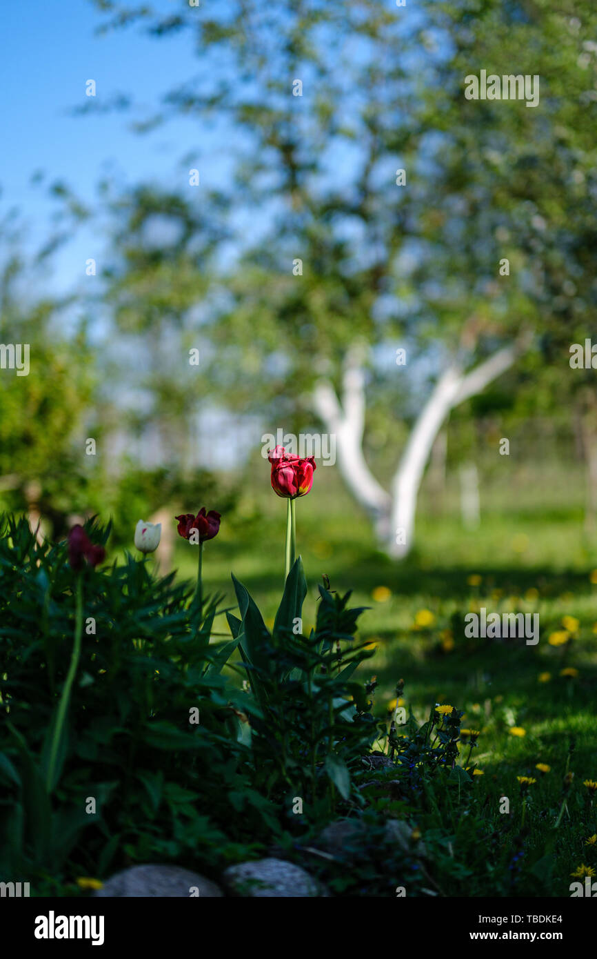 red tulip flower in green summer garden. blur background Stock Photo ...