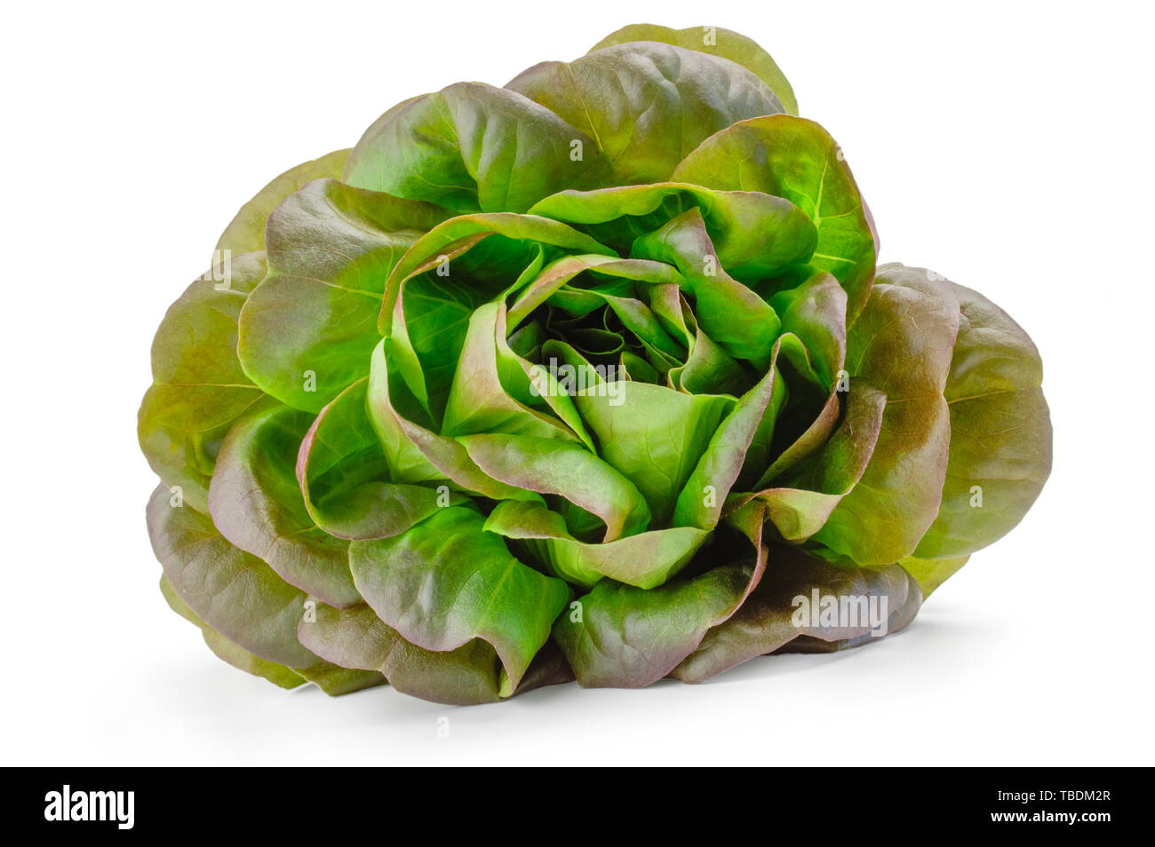 Butterhead salad isolated on white background cutout Stock Photo Alamy