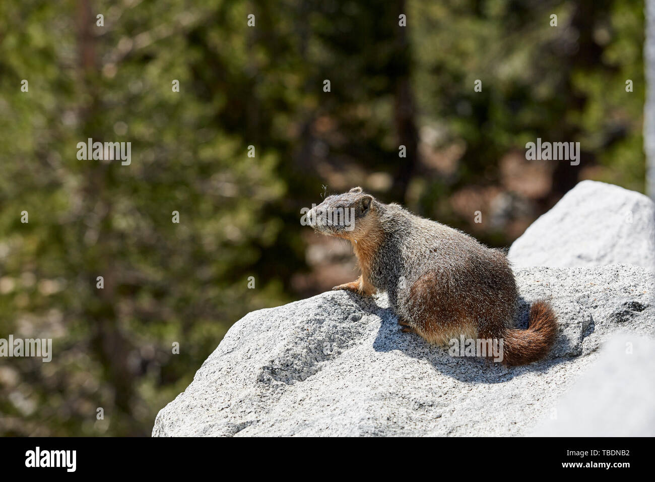 Ground squirrel on rock with nature background out of focus. Stock Photo