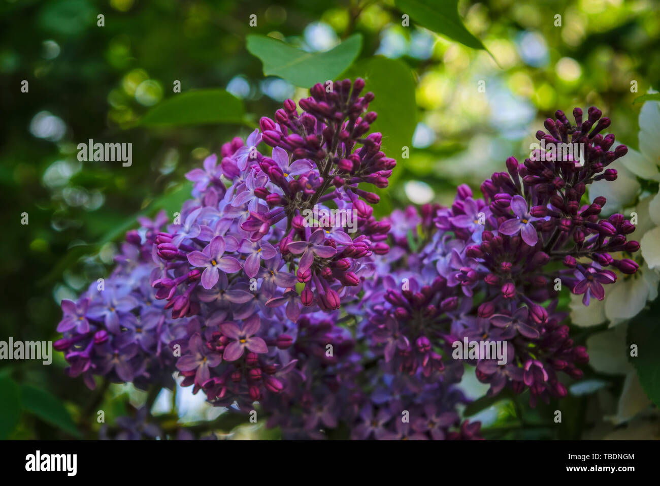 Branches of purple lilac. Background with beautiful blooming branch of ...