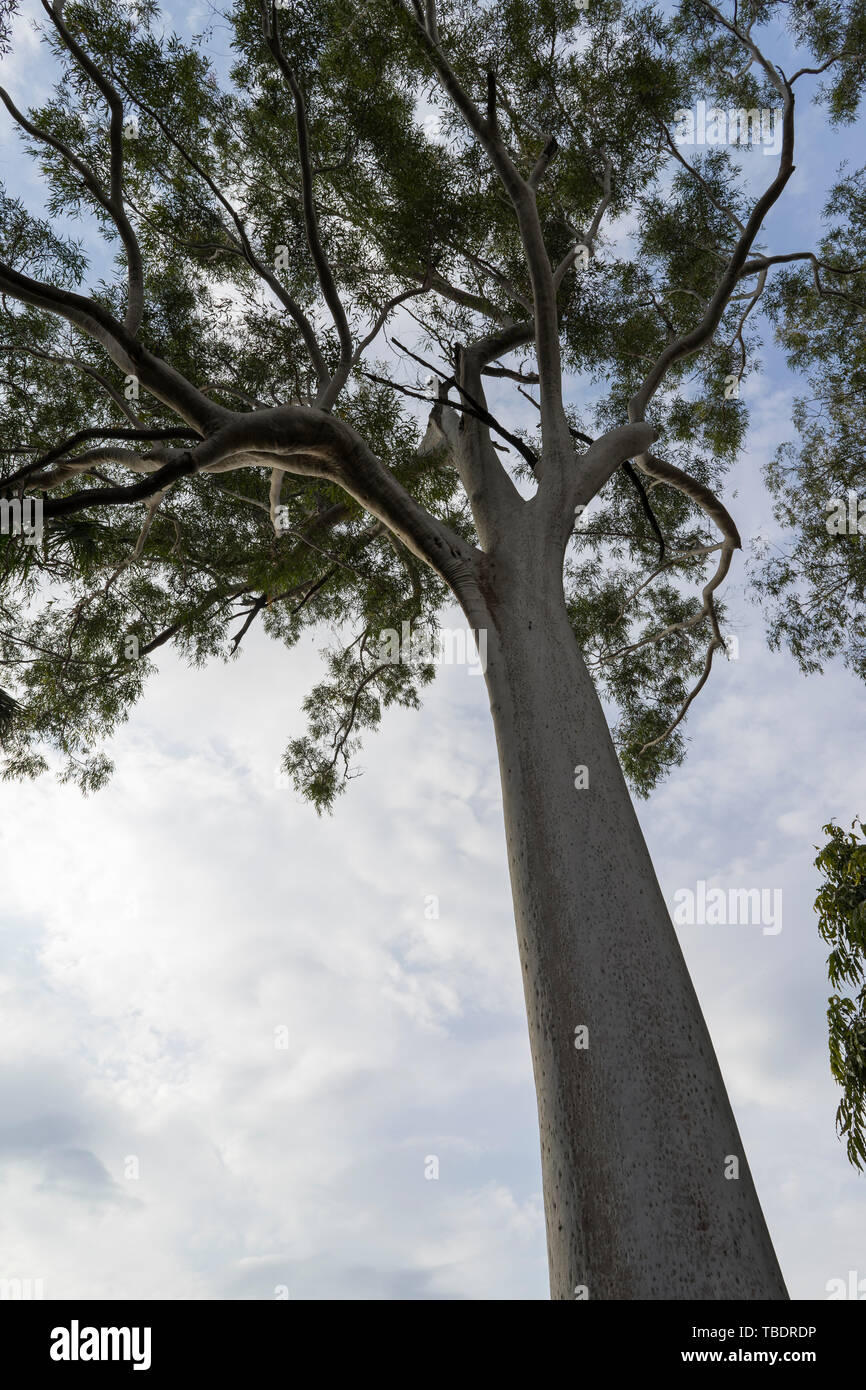 Trees In Rishikesh India rishikesh street scene hi-res stock photography and images - Alamy