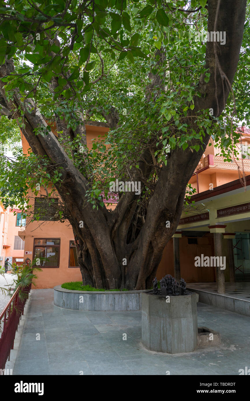 Trees In Rishikesh India rishikesh street scene hi-res stock photography and images - Alamy