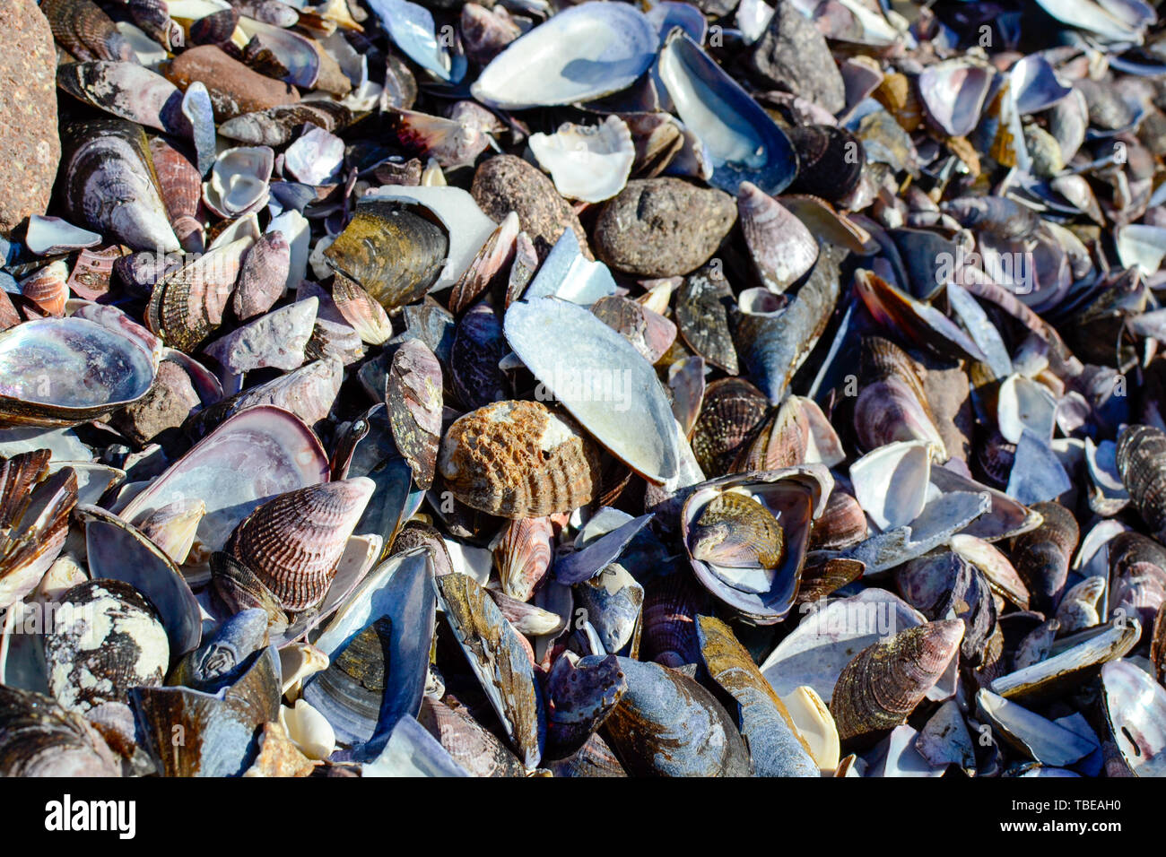 Conches hi-res stock photography and images - Alamy