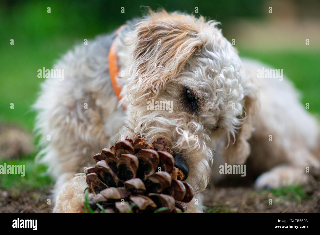 Dog on grass, chewing. Stock Photo