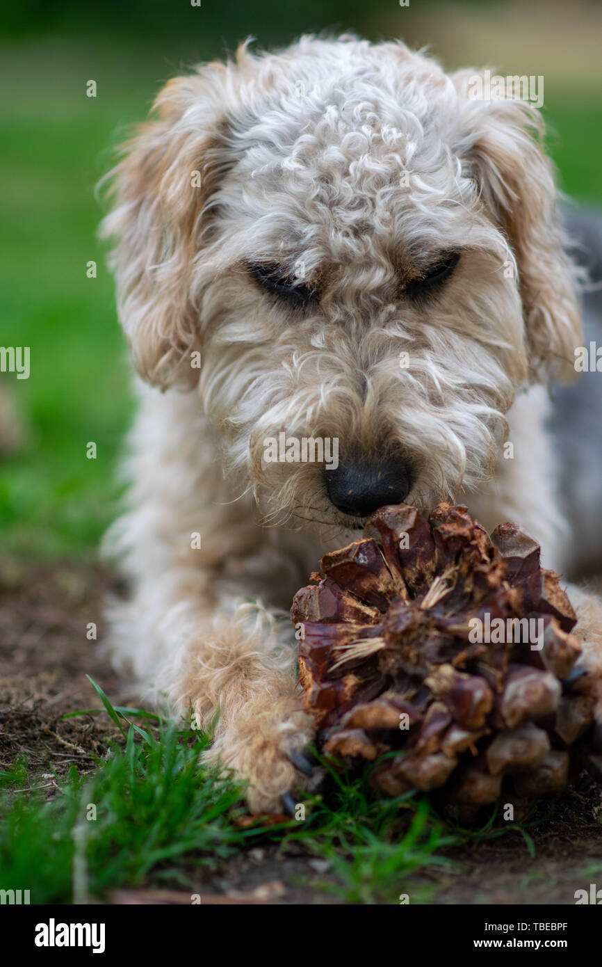 Dog on grass, chewing Stock Photo Alamy