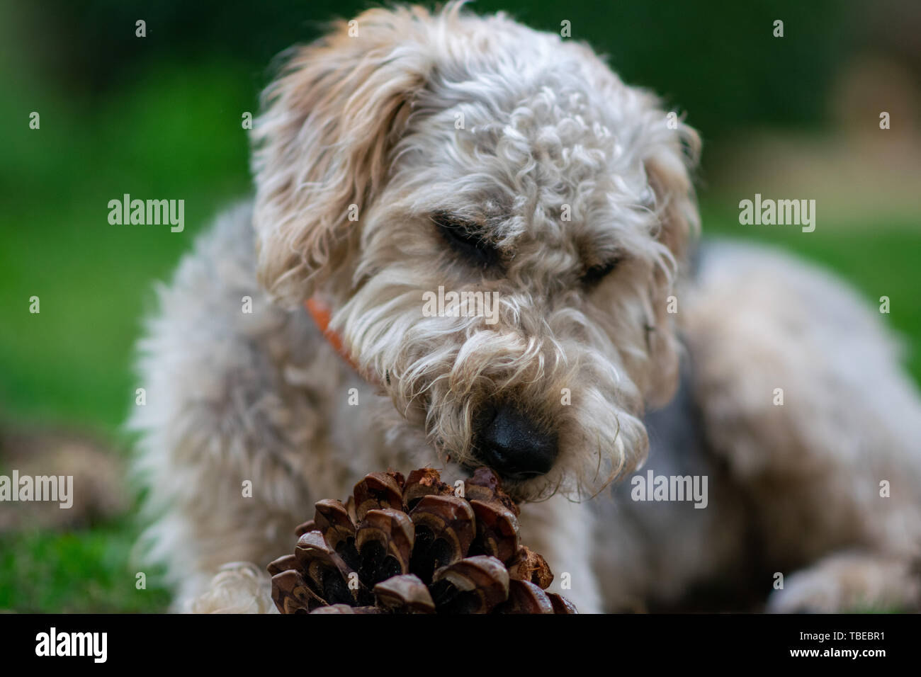 Dog on grass, chewing Stock Photo Alamy