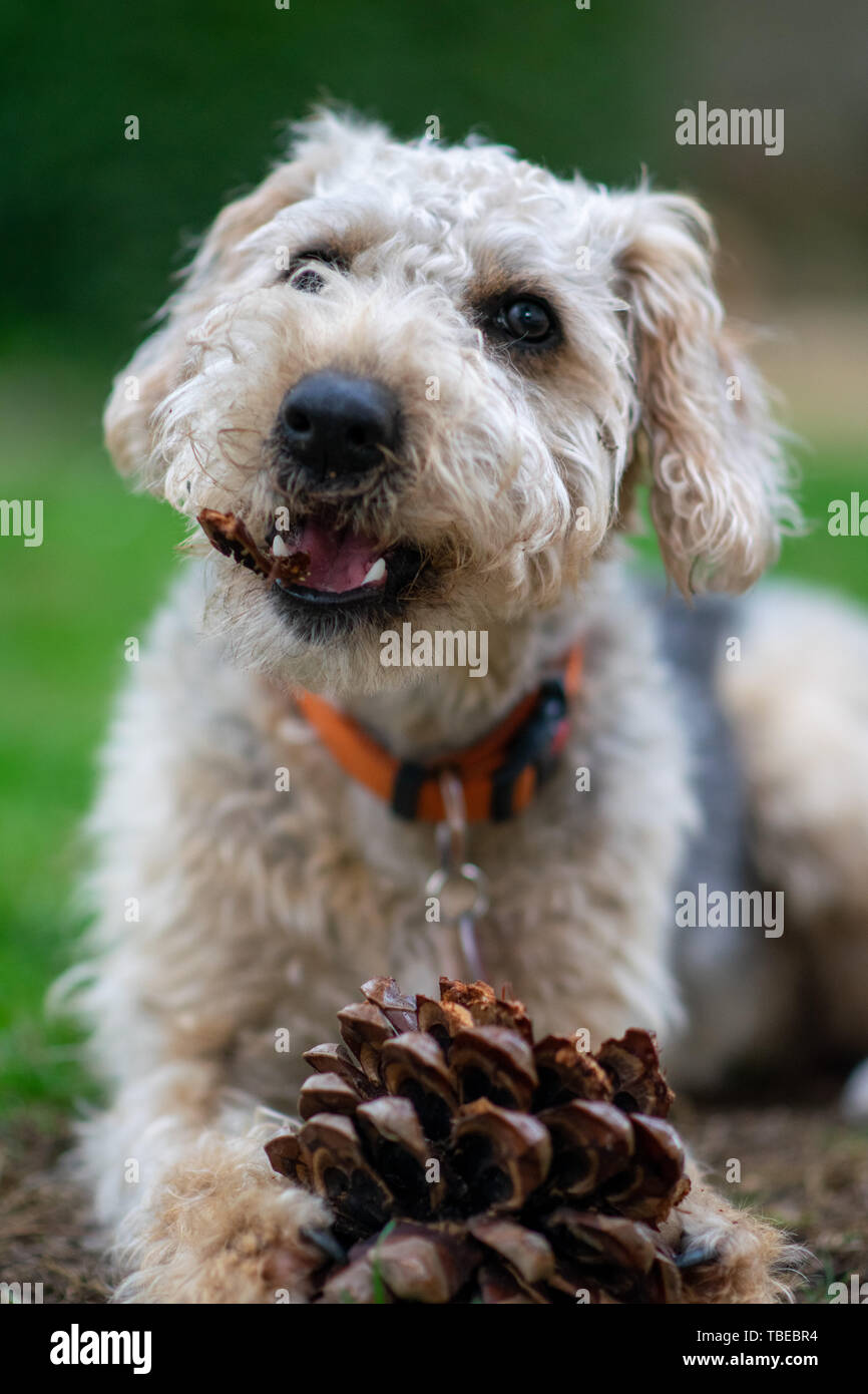 Dog on grass, chewing Stock Photo Alamy