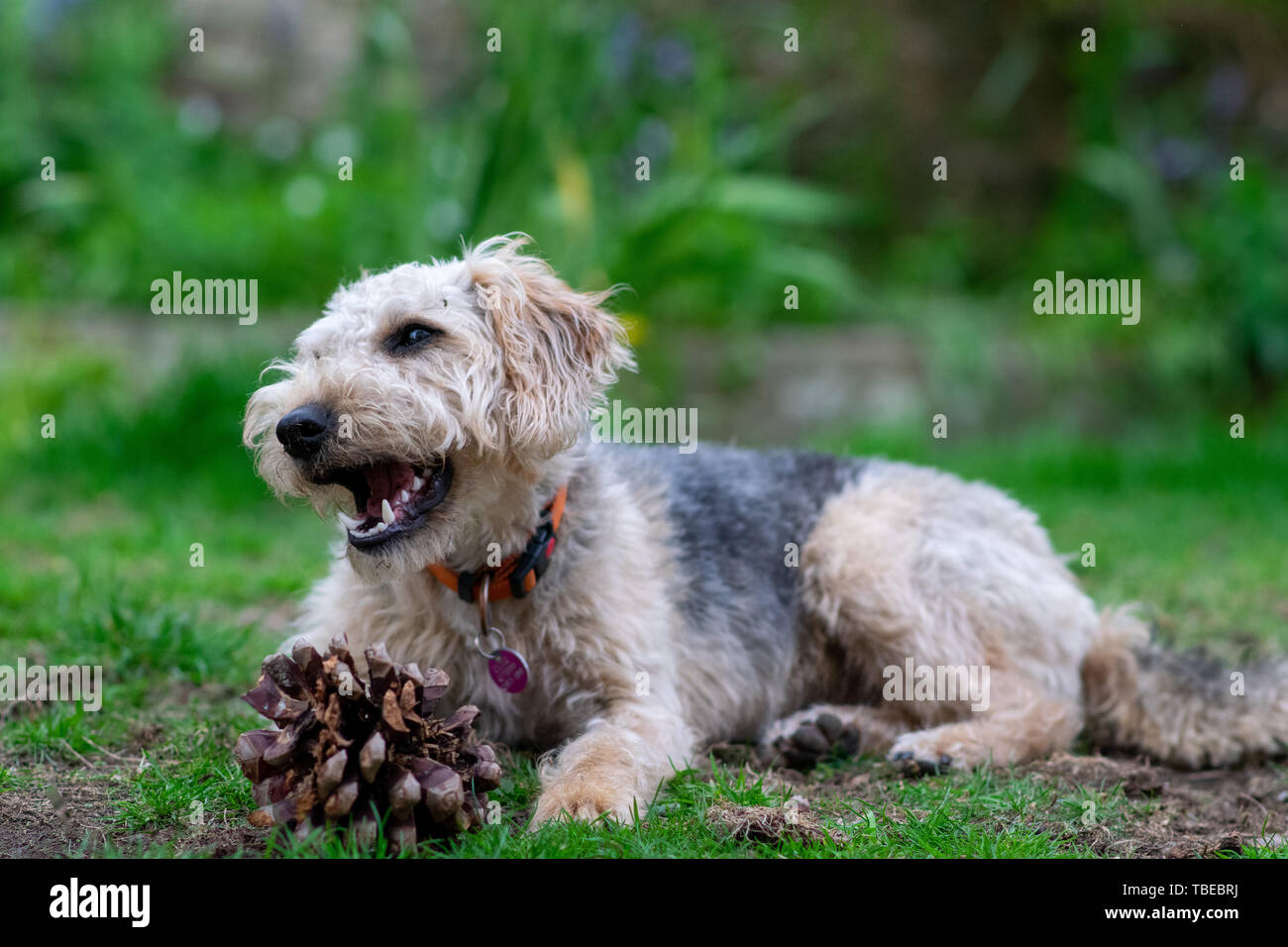 Dog on grass, chewing. Stock Photo