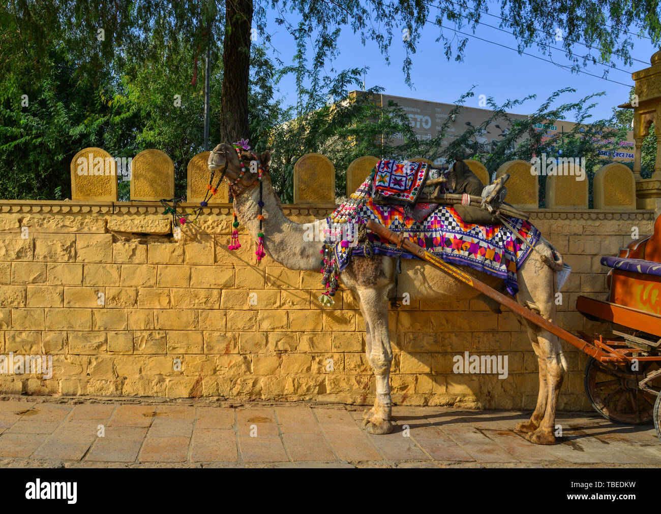 Jaisalmer, India - Nov 9, 2017. Camel taxi in the streets of Jaisalmer, India. Jaisalmer is on the westernmost frontier of India. Stock Photo