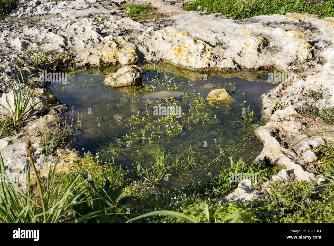 Kamenitza or temporary rain water pool  with sanicle-leaved water crowfoot Stock Photo
