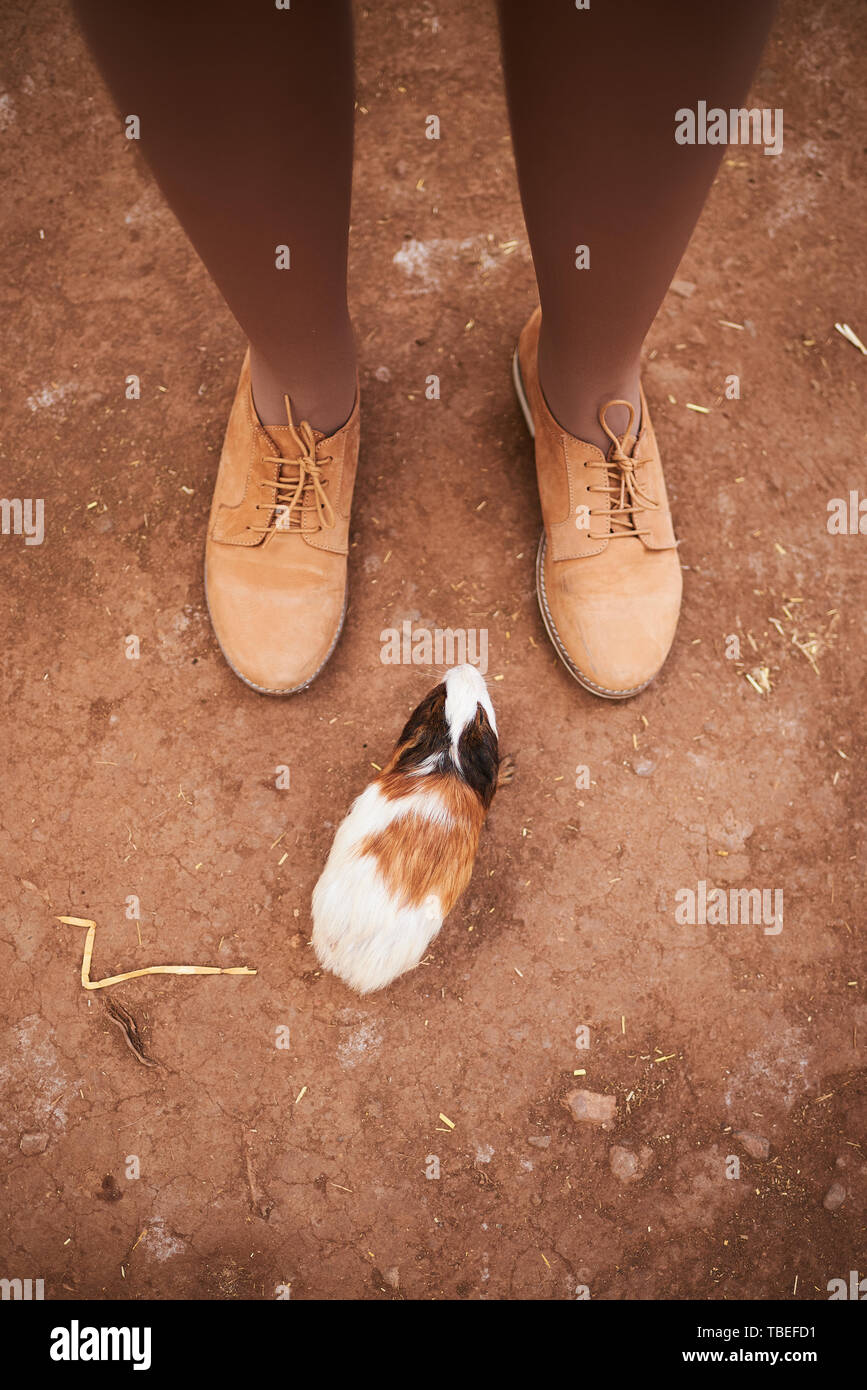 Pig feet hires stock photography and images Alamy