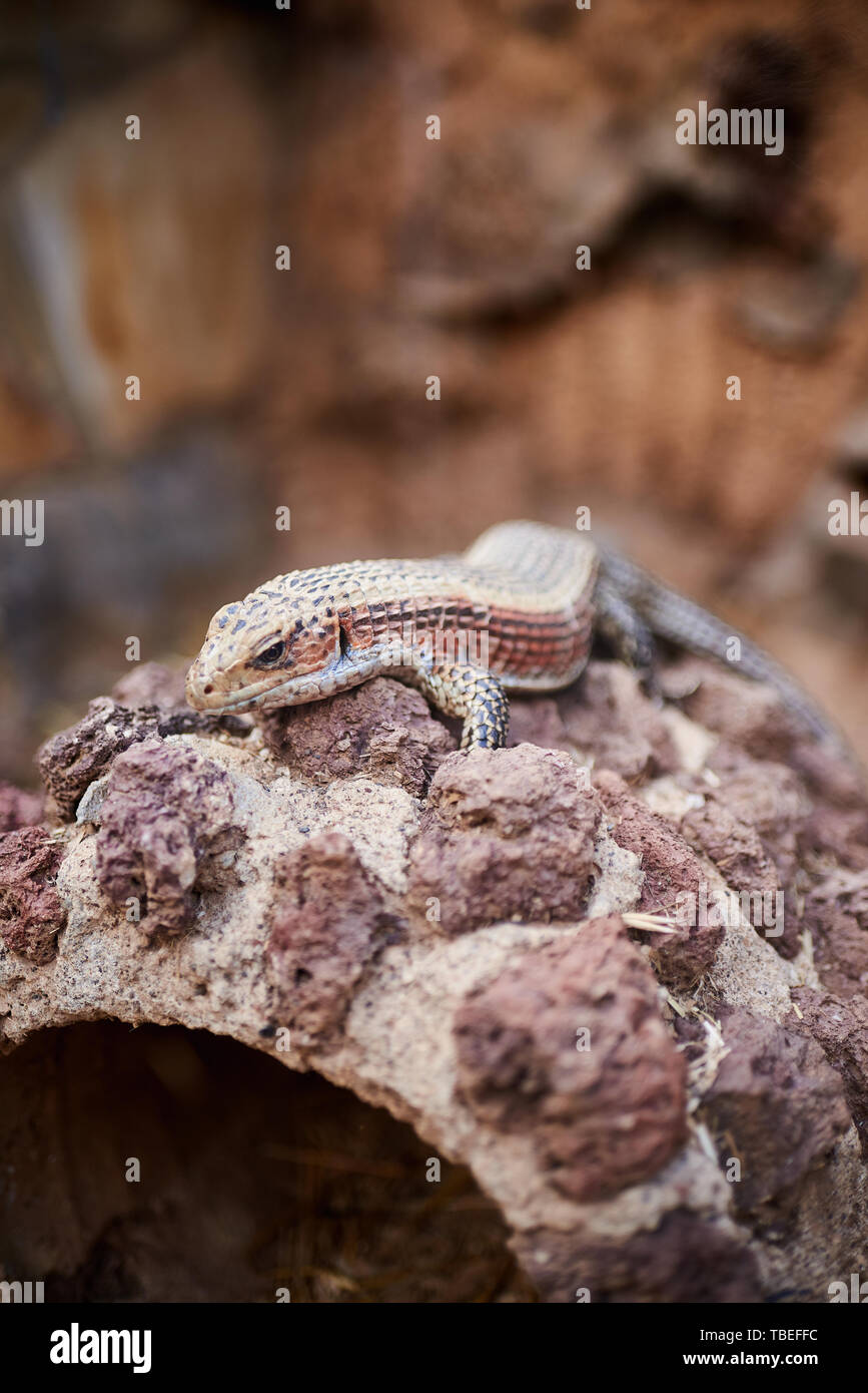 small lizard enjoying the sun in a rock Stock Photo - Alamy