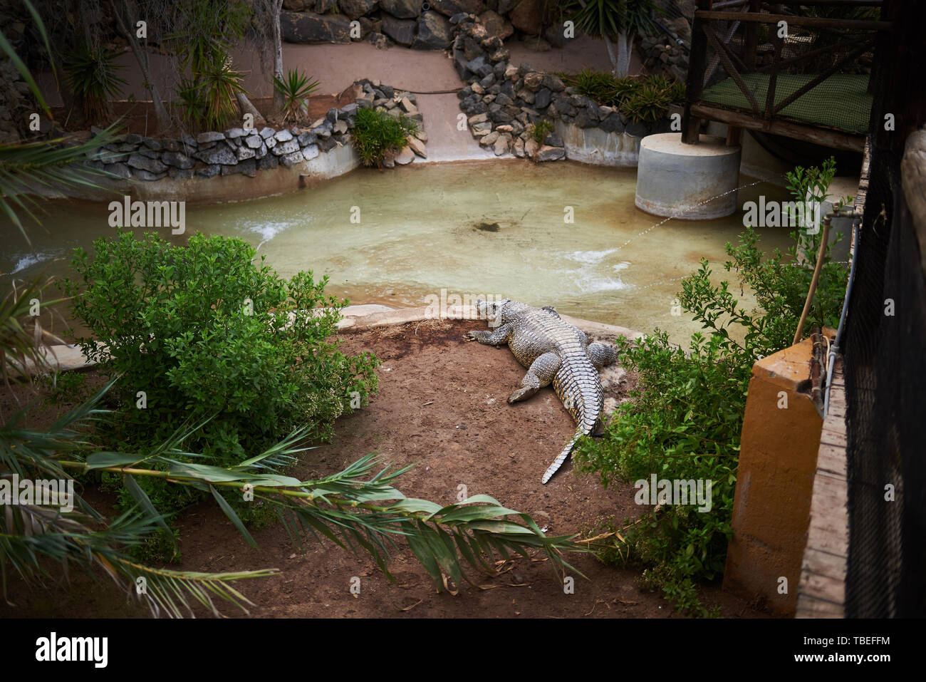 Big crocodile in an artificial environment Stock Photo Alamy