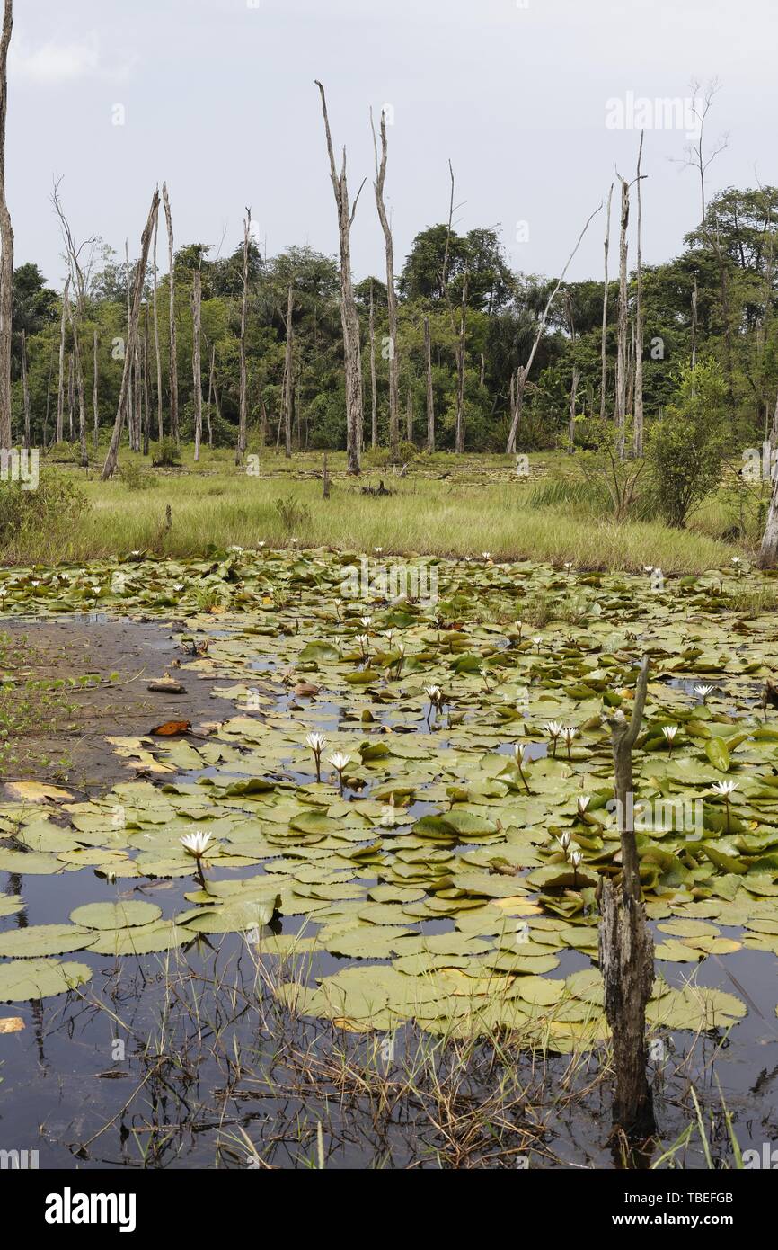 freshwater marsh in French Guiana Stock Photo Alamy