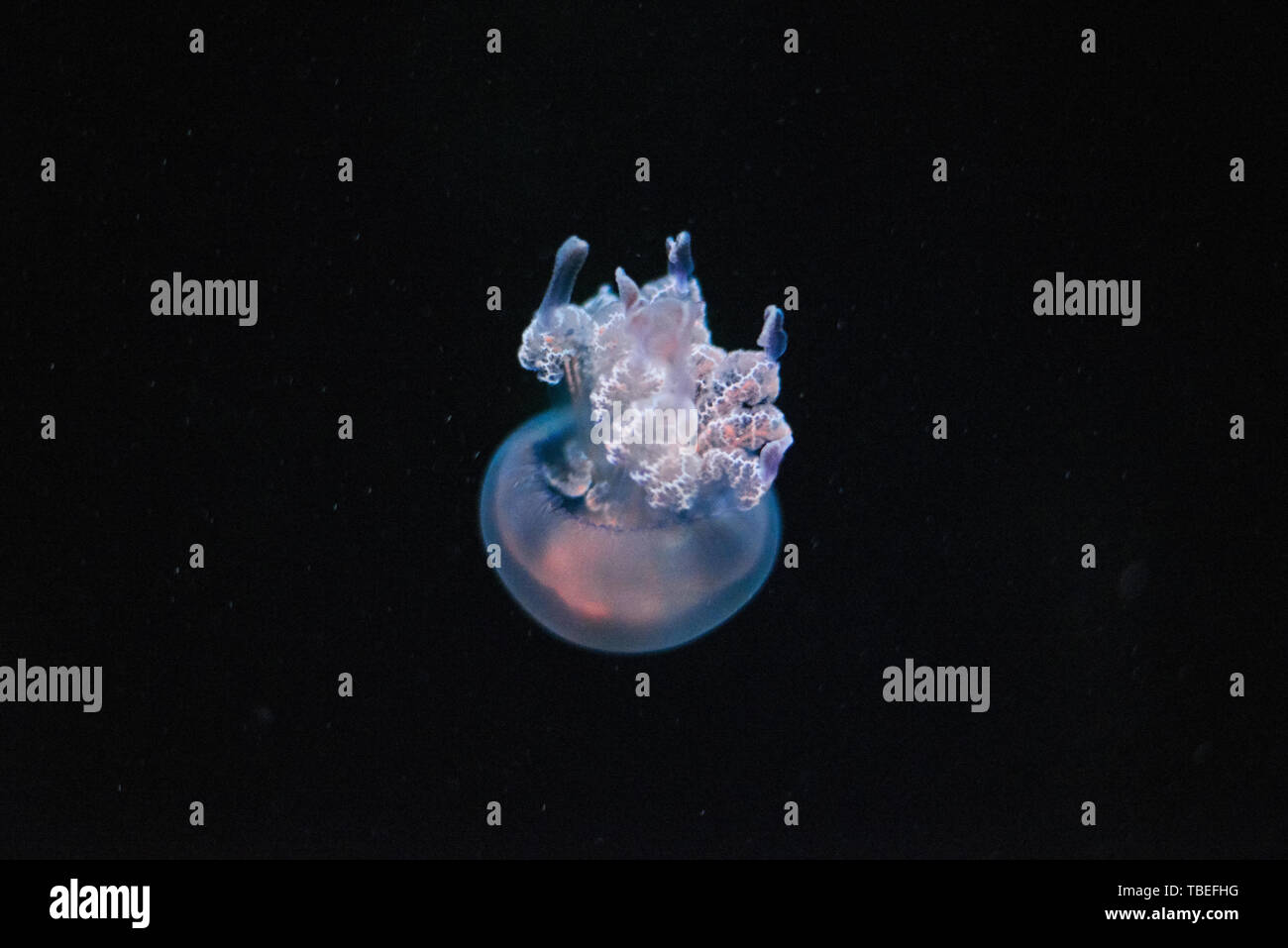 Tiny jellyfish on a black background Stock Photo