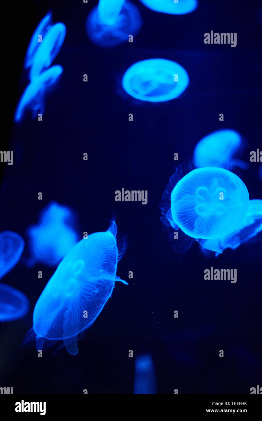 Blue lighted jellyfish on a black background Stock Photo Alamy
