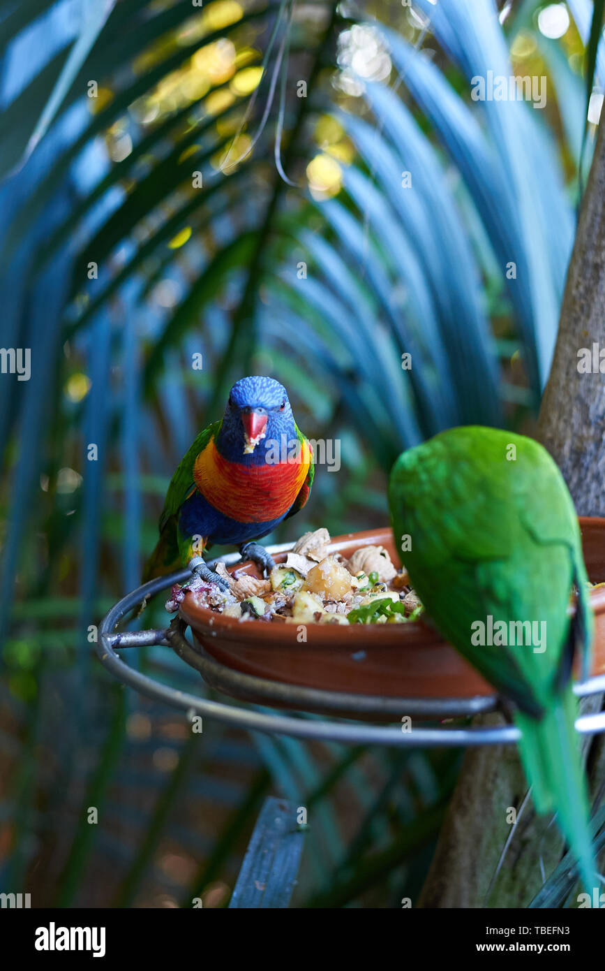 two green parrots eating from a feeder Stock Photo Alamy