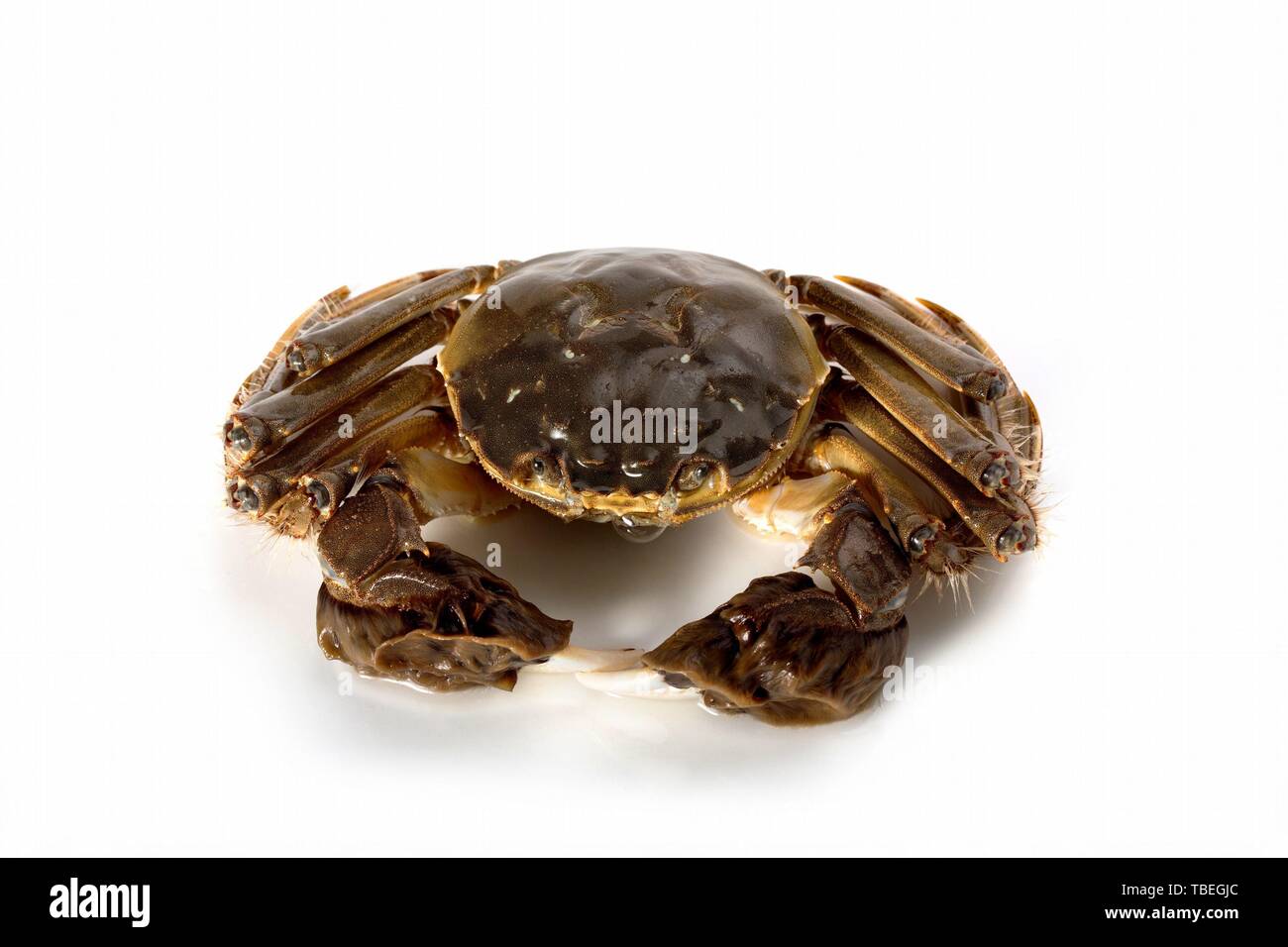Close up shot chinese crab hi-res stock photography and images - Alamy
