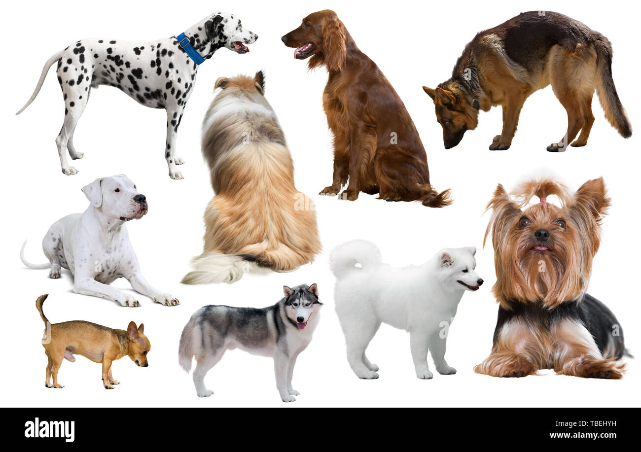 set of different purebred dogs isolated on white background Stock Photo