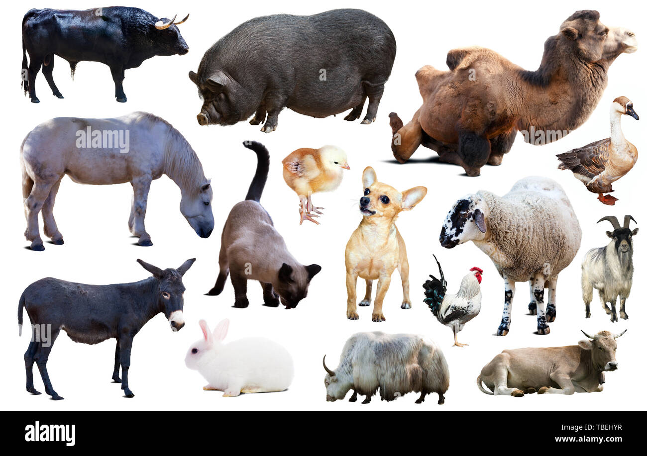 Collection of farm animals isolated on white background Stock Photo - Alamy