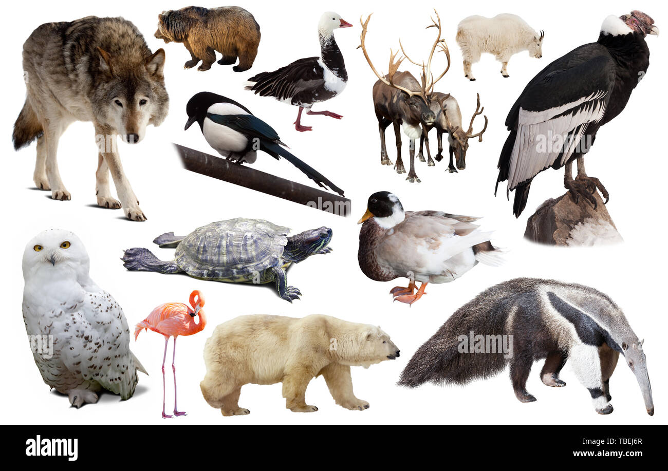 Set of various north american wild animals including birds and mammals isolated on white Stock Photo - Alamy Set of various north american wild animals including birds and mammals isolated on white Stock Photo - Alamy