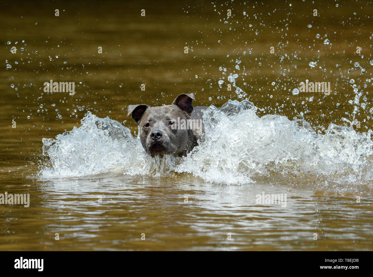 A pit bull charging through the river while swimming causing a wake in his way Stock Photo