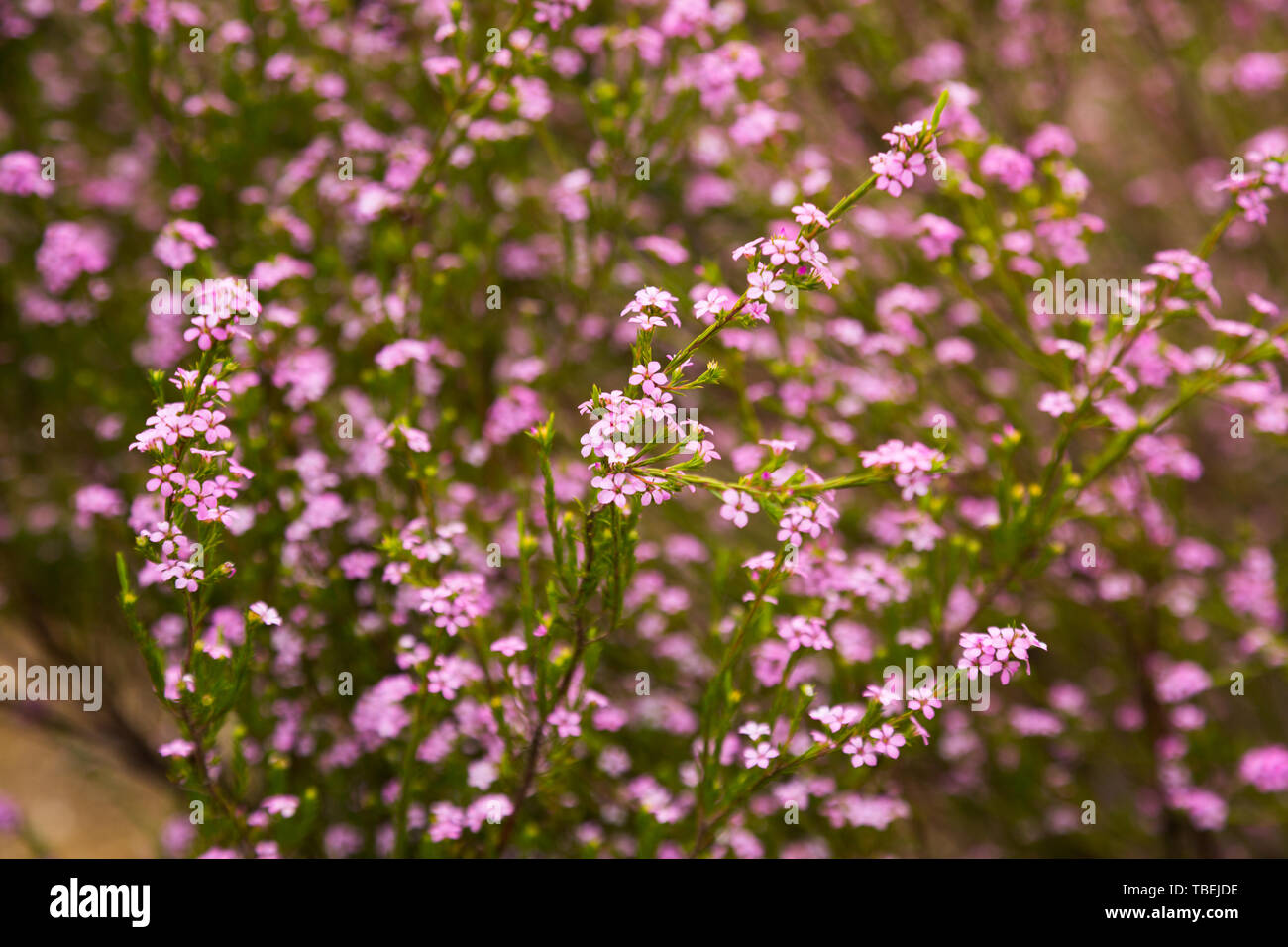confetti bush little pink flowers coleonema pulchellum outdoors Stock Photo