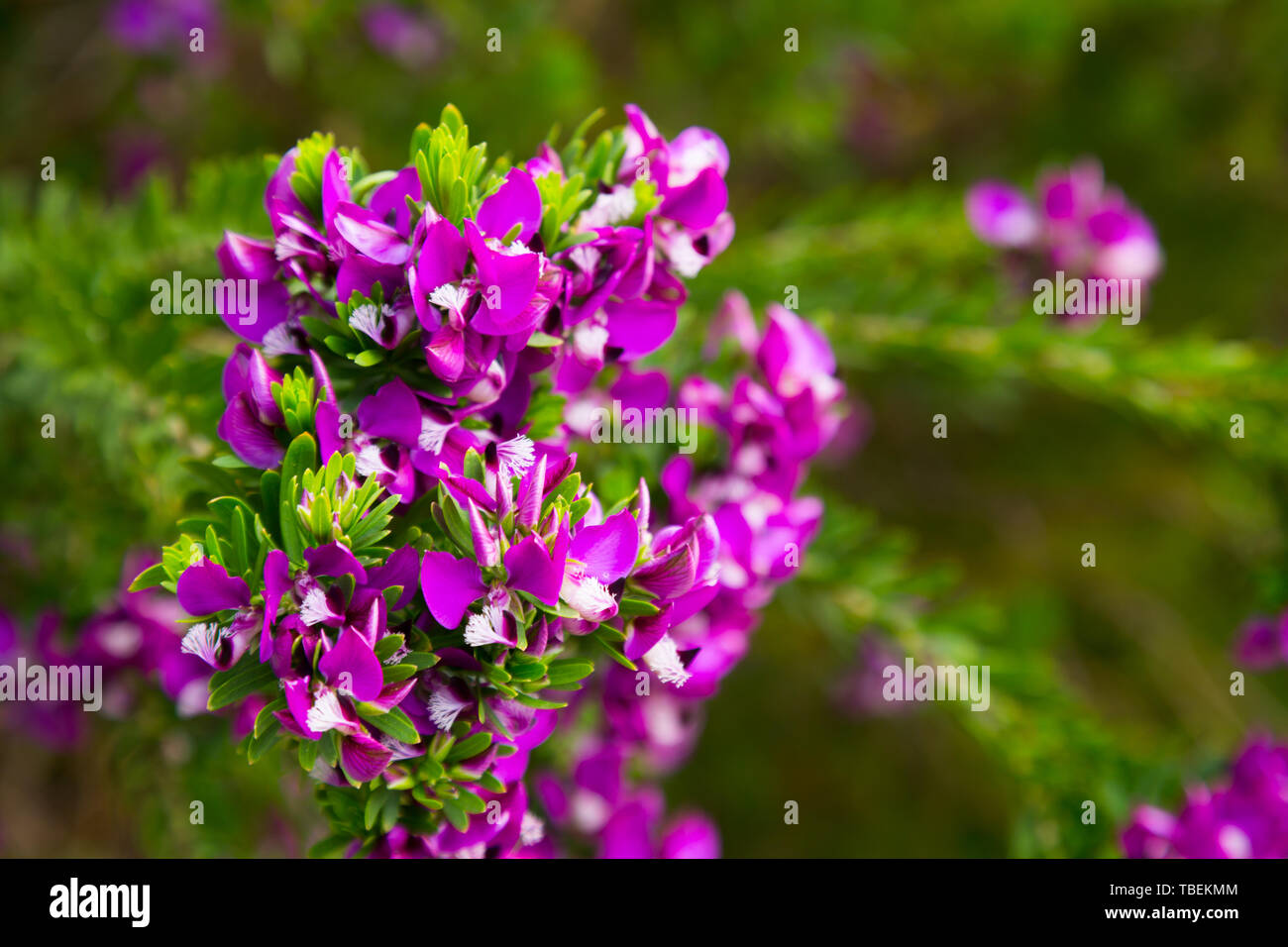 close up of multitude pink flowers polygala myrtifolia outdoors Stock Photo