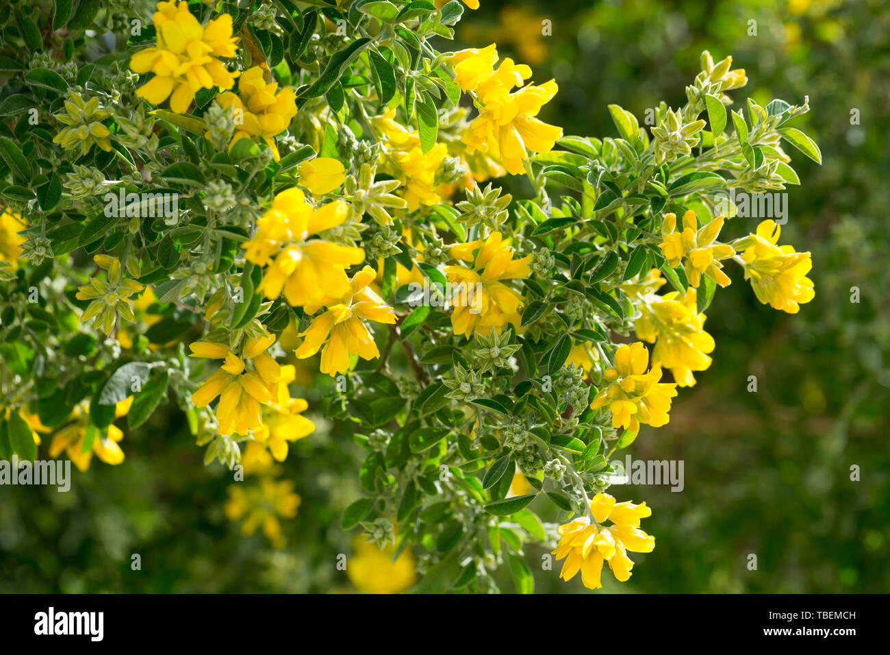 Branch of blooming Genista osmariensis at sunny day Stock Photo