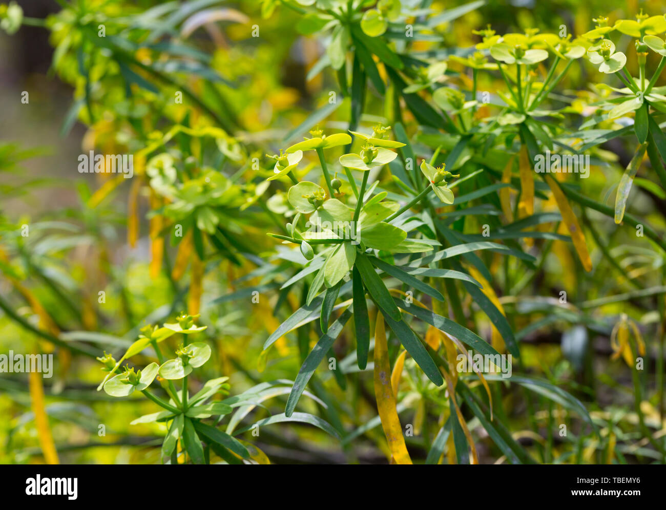 Tabaiba salvaje (Euphorbia regis-jubae) is a shrub endemic of Canary Islands Stock Photo