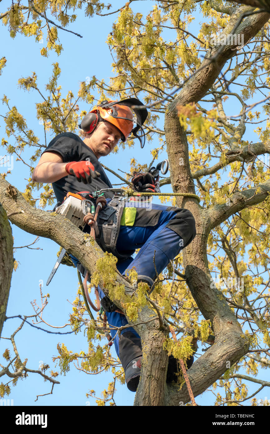 Arborist or Tree Surgeon roped up a tree ready for work. Stock Photo