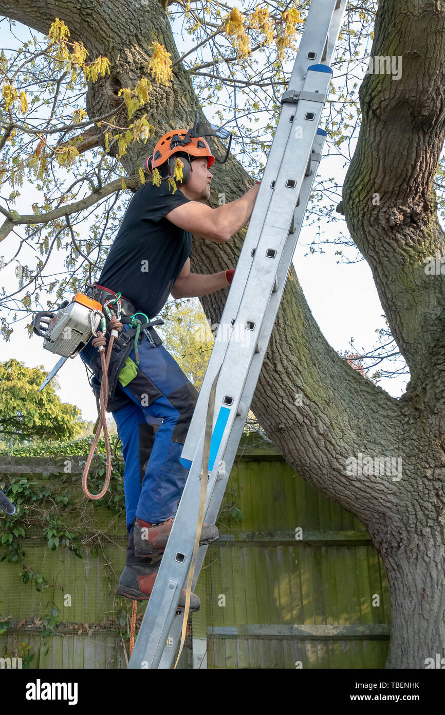 Arborist or Tree Surgeon with safety harness and ropes climbing up a ladder Stock Photo