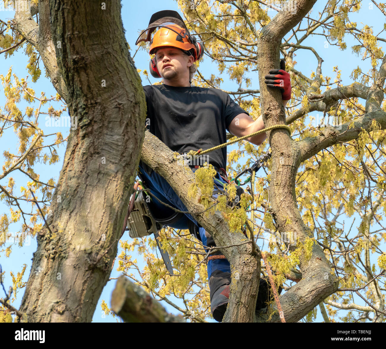 Tree Surgeon or Arborist roped to a tree ready to work. Stock Photo