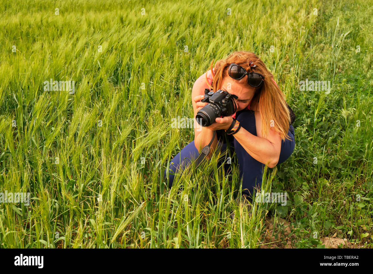 Macin mountains, Dobrogea, Romania - May 18, 2019: Woman photographer taking low angle photos of a rye field, at golden hour, with warm light. Stock Photo