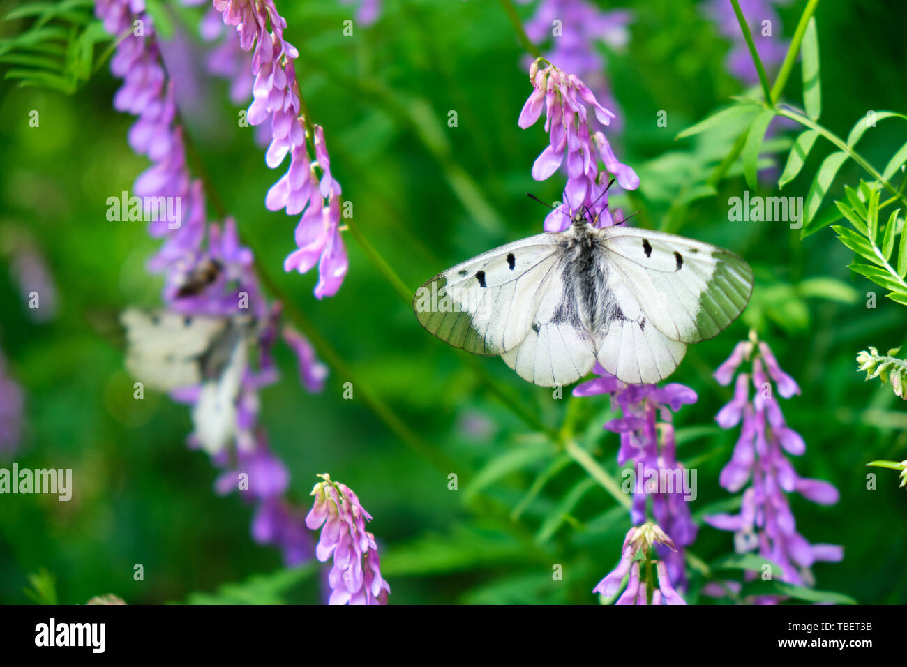 Clouded Apollo (Parnassius mnemosyne) butterfly, a species of swallowtail butterflies (Papilionidae) family, found in the Palearctic ecozone. Location Stock Photo
