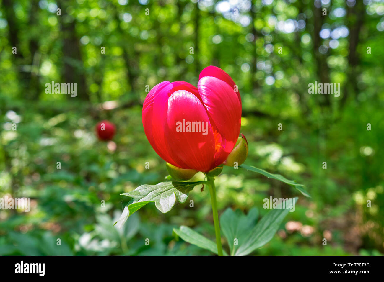 Red peony flower in the woods of Macin mountains, Romania, as seen from the hiking route Cozluk, a popular route for observing peony flowers in the Sp Stock Photo