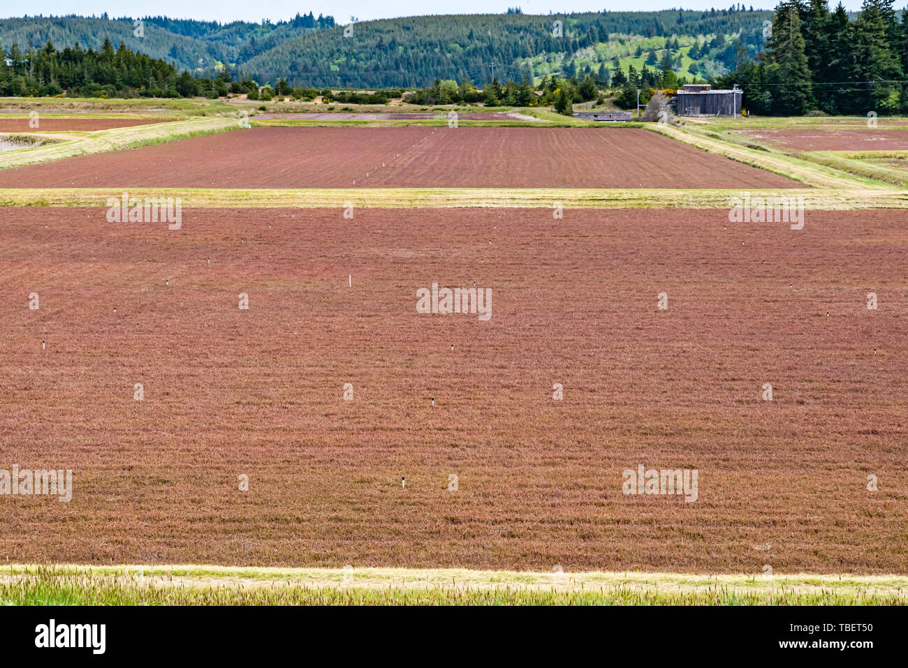 Cranberry bog on the Oregon coast. Bandon, Oregon Stock Photo Alamy